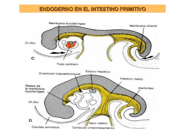 embriologia del sistema digestivo